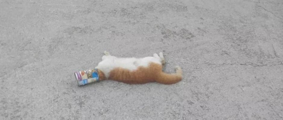 “我随手扔的空猫罐头，却害死了饥饿的流浪猫！”