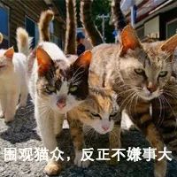沃日,再穷也要让猫吃安全?被催更n年的低价粮评测来咗!-微信头条网 沃日,再穷也要让猫吃安全?被催更n年的低价粮评测来咗!
