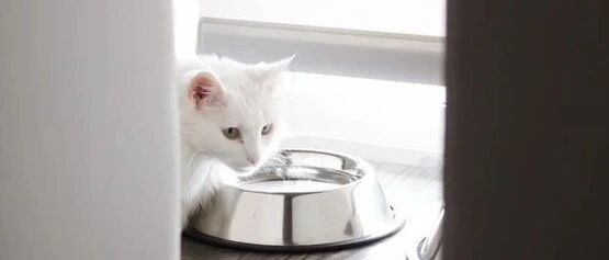 猫奴自白：养猫一年，到底要花多少钱？