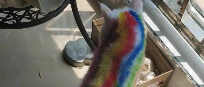 “你给猫染色的样子，真的很丑！”