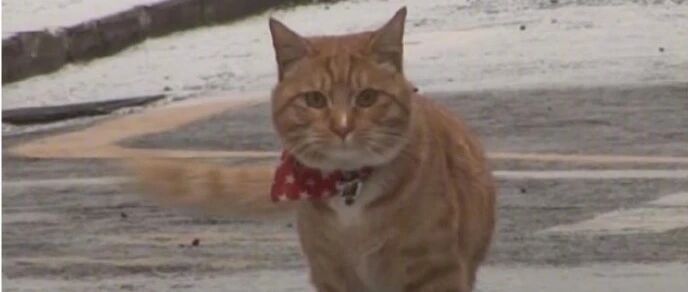 网友给常来蹭饭橘猪身上绑了张字条，结果发现一段让人又笑又哭的故事!