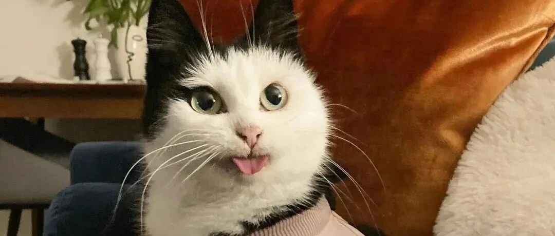 妹纸收养一只奶牛猫，一点都不神经病，还被夸为“史上最高贵的奶牛猫！”