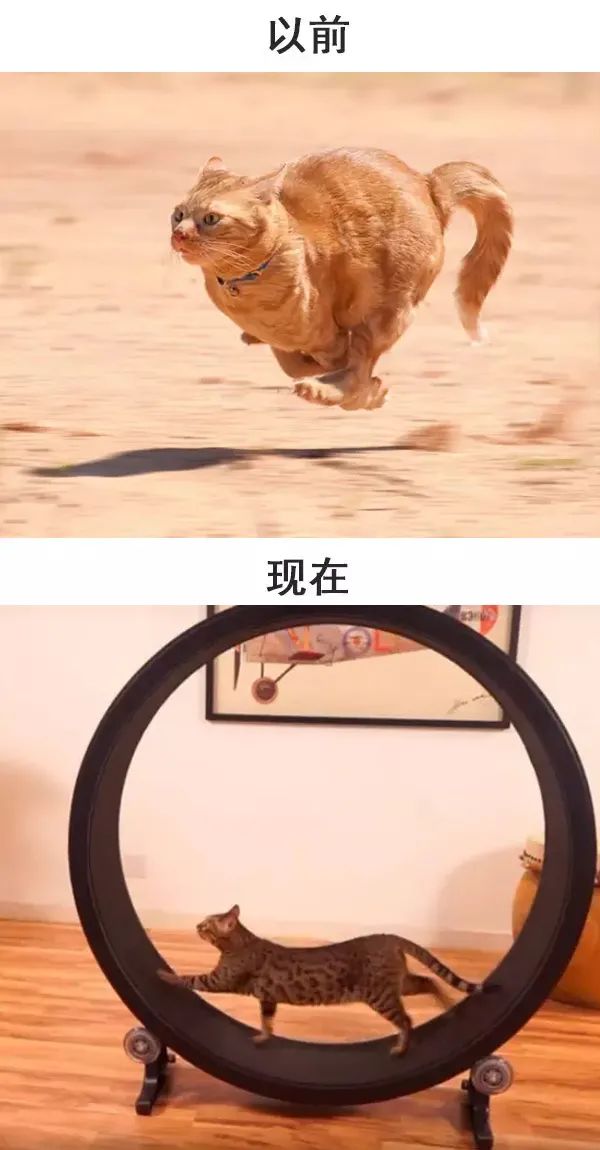 从前的猫 vs 现在的猫!看完已笑翻!-微信头条网 从前的猫 vs 现在的猫!看完已笑翻!