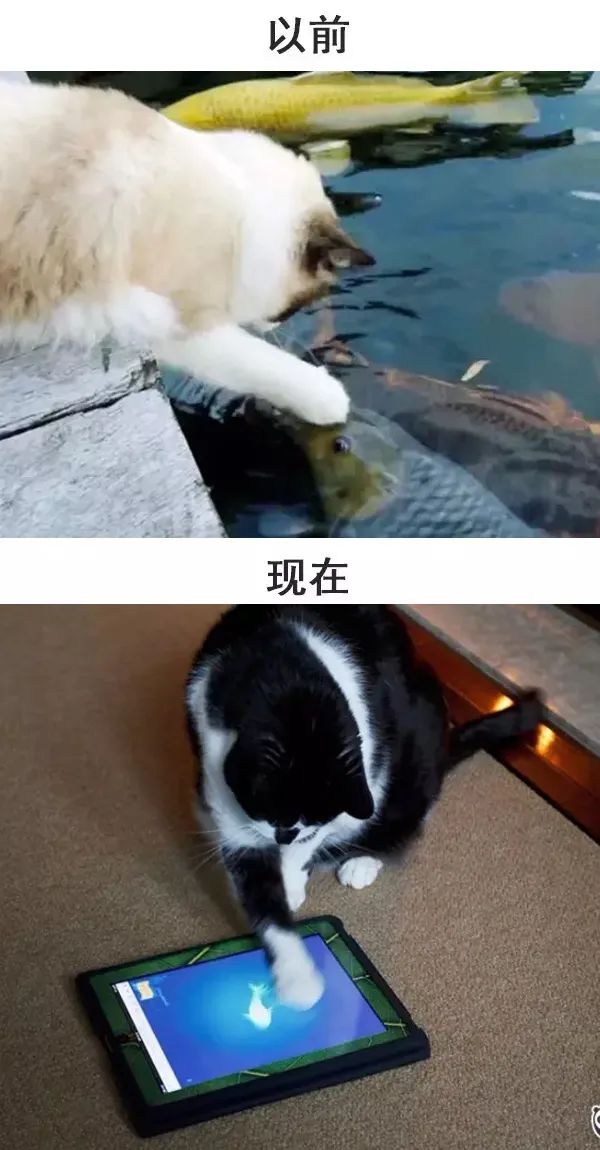 从前的猫 vs 现在的猫!看完已笑翻!-微信头条网 从前的猫 vs 现在的猫!看完已笑翻!