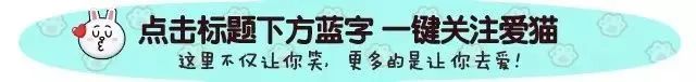 从前的猫 vs 现在的猫!看完已笑翻!-微信头条网 从前的猫 vs 现在的猫!看完已笑翻!