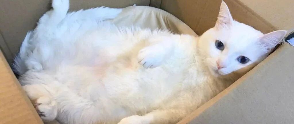 “一只猫究竟能有多懒？”