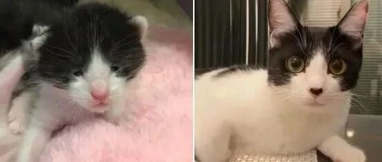 “我养的猫小时候像李荣浩，长大后却像杨丞琳！”