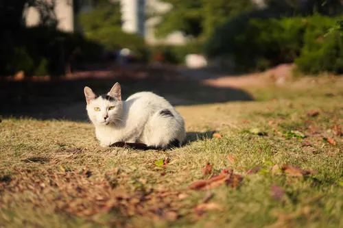 大學教授自費救助校園流浪貓狗，竟遭校方索賠55萬？ 寵物 第3張