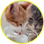 猫咪和同伴吵架，结果太上头把自己“气晕”了哈哈哈~