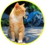 网友看到一堆人在围着拍照，以为碰到明星，走近想要签名，结果是猫！