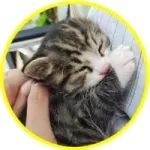 小奶猫的大型翻车现场，有图有真相！