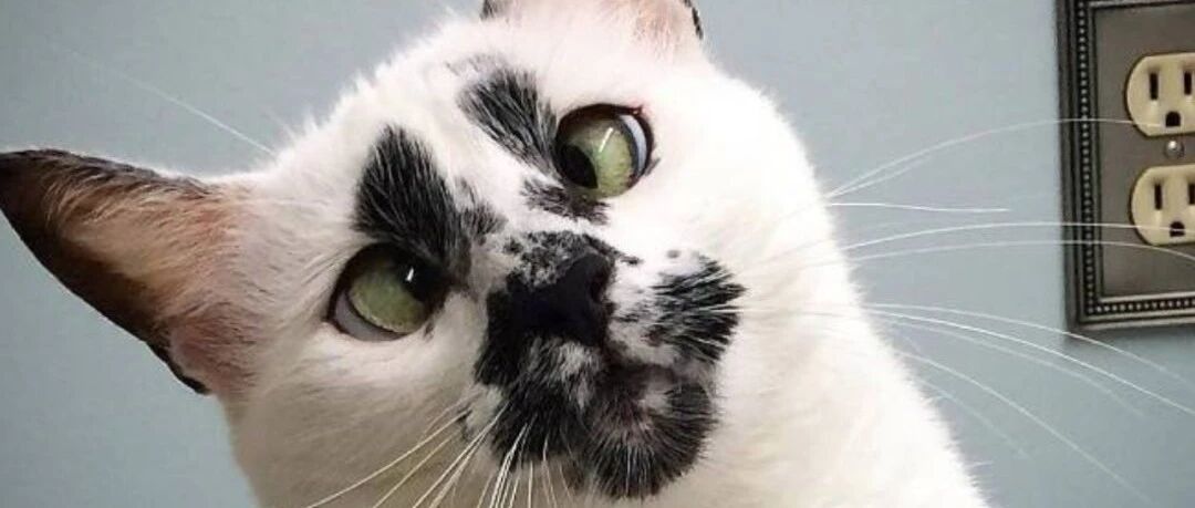 有的奶牛猫长得真让人笑喷！哈哈哈！