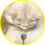 ​当猫对着勺子看时，猫猫直接变成了鼠鼠，笑鼠哈哈哈！