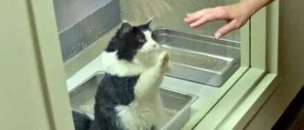 29岁高龄老年猫的一个举动，感动了十万网友！