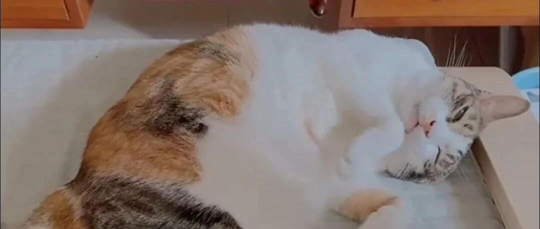 那个养猫的抑郁症女孩，想自杀...