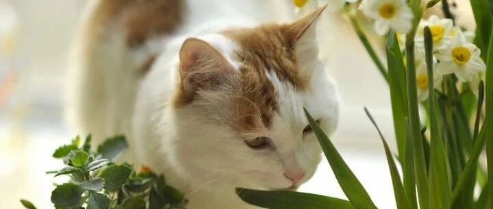 春节买花时，必须先看这篇图文！90%以上常见的花草会让猫中毒！