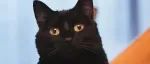 黑猫，竟是猫中搞笑担当？！