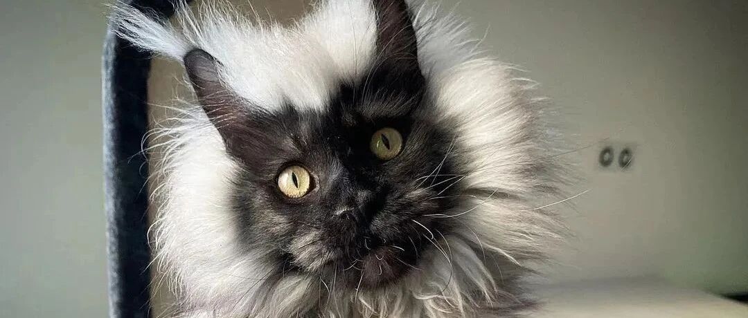 哇塞，第一次见长得猴里猴气的缅因猫，也太神奇了！！