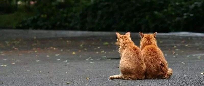 大学生适合在宿舍养猫吗？不养，可能才是真的爱猫。