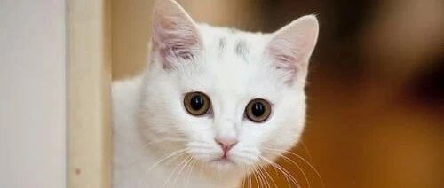 “我养的究竟是一只猫，还是一只壁虎？”