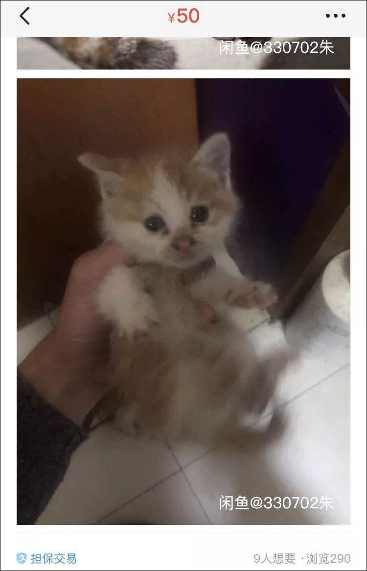 「你不轉我100元，我就天天殺貓！」 寵物 第5張