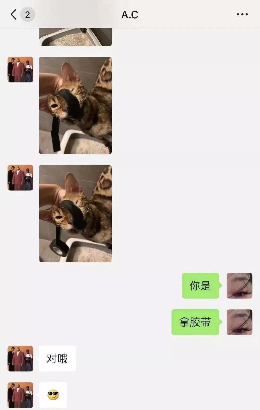 「你不轉我100元，我就天天殺貓！」 寵物 第15張