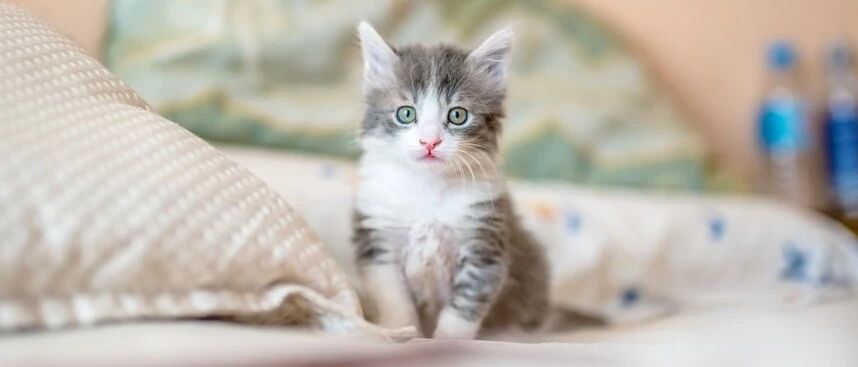 豆柴猫粮1元送 ｜ 给猫换粮，再也不用被主子骂！