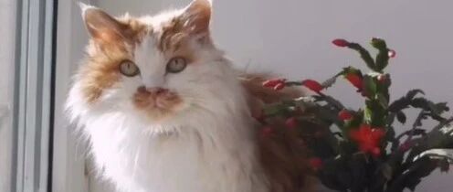 猫的告别：“我不离开她，我要用我的灵魂一直守护着她！”