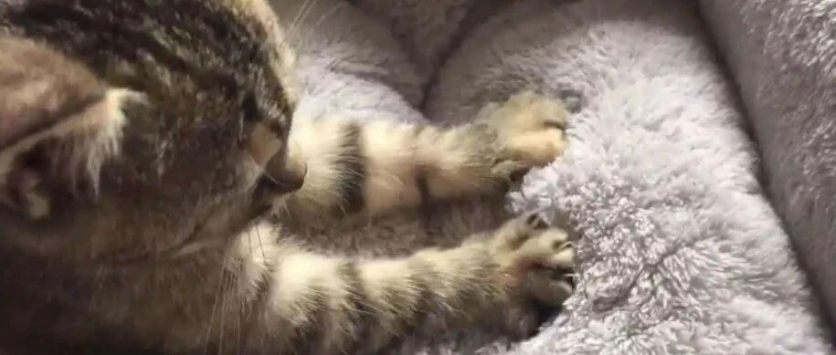 猫咪对你踩奶，是将你当成亲妈？真相竟是...