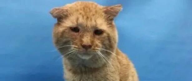 歪果最伤心的猫，被遗弃且染上猫艾滋，幸好遇到妹纸收养，最后还成了网红！