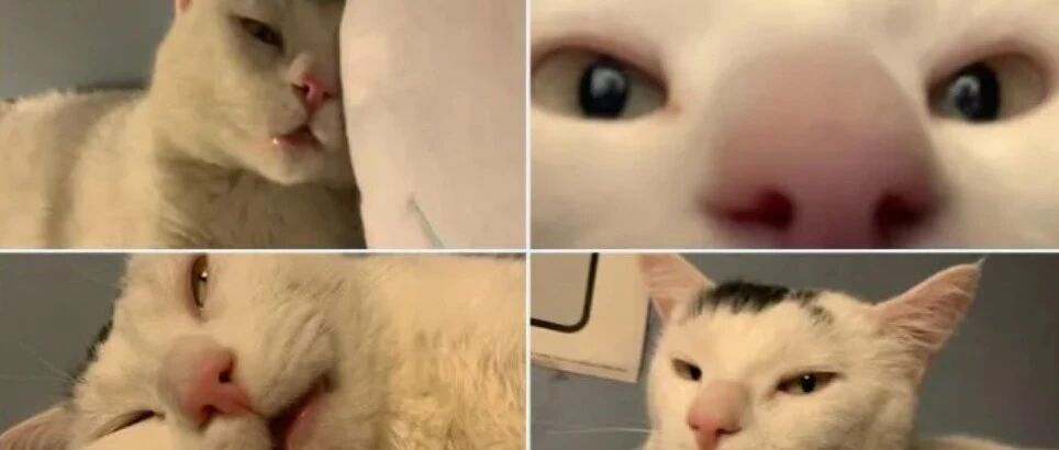 丑萌猫咪来袭，新一届喵星人丑照比赛开始了！