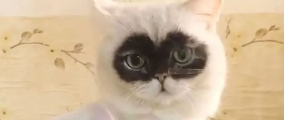 “我在抖音看到一只神奇的猫，知道真相后气抖!”