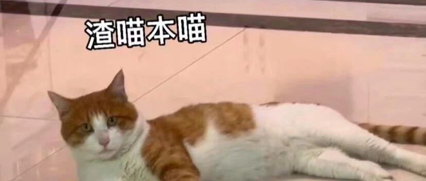 我寻思一只猫到底能有多渣？竟勾搭5个小姐姐，海王实锤！