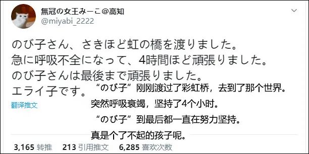 網紅「液體貓」鼻祖Nobiko去世了，享年18歲！ 寵物 第4張