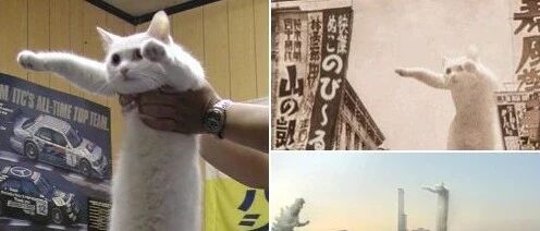 网红“液体猫”鼻祖Nobiko去世了，享年18岁！
