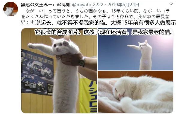 網紅「液體貓」鼻祖Nobiko去世了，享年18歲！ 寵物 第5張