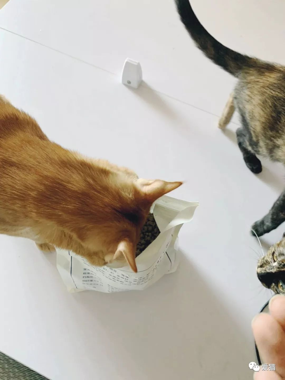 我在網上發現一種超沙雕的貓糧，竟用神獸「鯤魚」做原料～ 萌寵 第12張