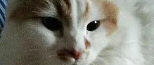 打仗后，英国65岁老头连夜开车2000公里，到乌克兰竟为接老婆和猫！