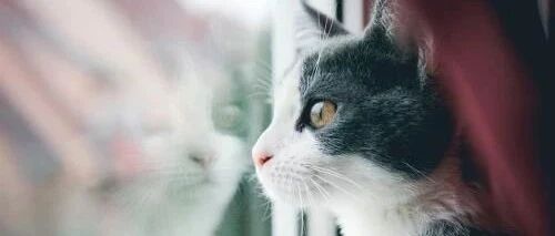 “剪刀大法”真的能找回走丢的猫？我信了！