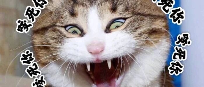 全网提醒一个养猫9年的妹纸！你男朋友要骗你结婚，同意你养猫，然后把猫扔掉！