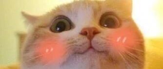 “我和我妈养猫的区别！”哈哈哈，真相了！