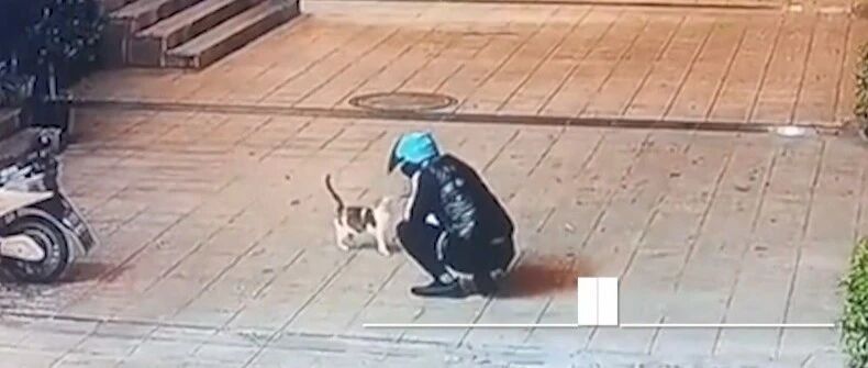 饿了么，你家外卖骑手虐杀猫，真的不管吗？！