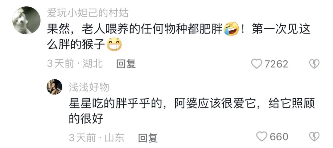 【宠物】老年痴呆的奶奶，把橘猫喂到32斤：这就是爱，我忘了你，但要让你吃饱饱（组图） - 1