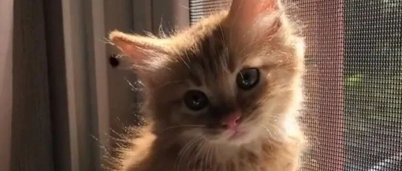 “我强行绑架一只小流浪猫，结果猫妈妈找上门要孩子，只好...”