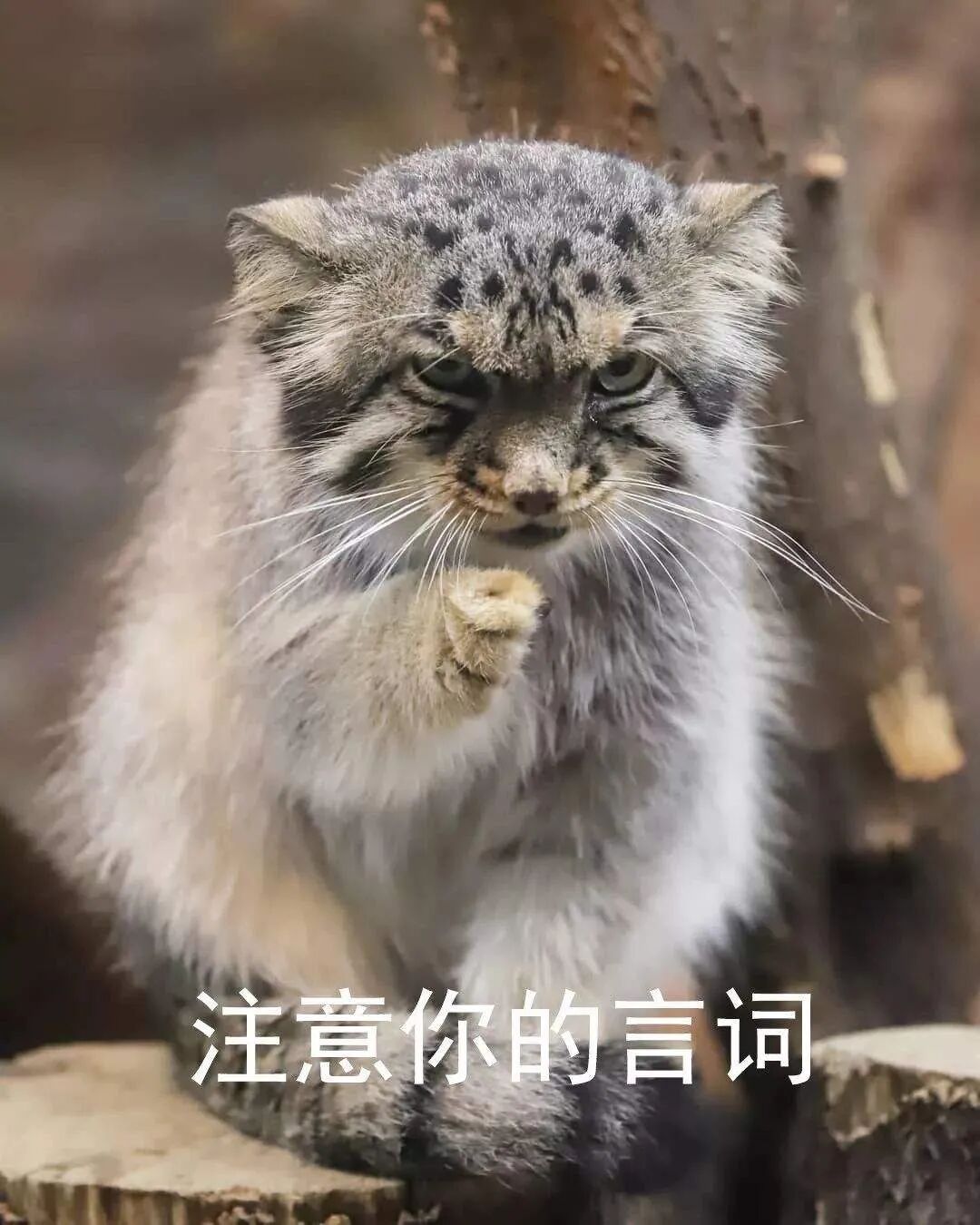 话说,在猫科动物里,有一个无可置疑的大顶流,它就是兔狲!