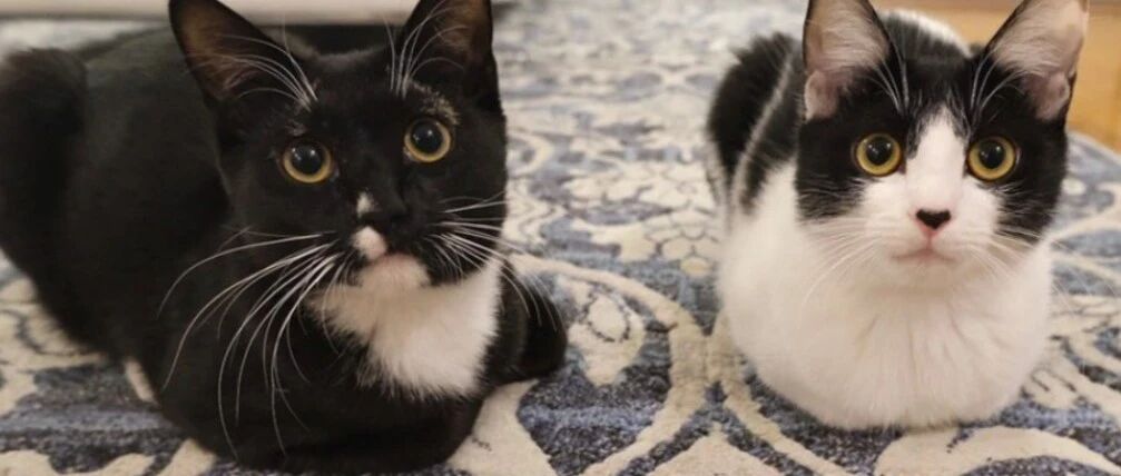 兔狲又被叫“狲思邈”，起名理由很奇葩！