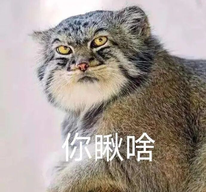 话说,在猫科动物里,有一个无可置疑的大顶流,它就是兔狲!