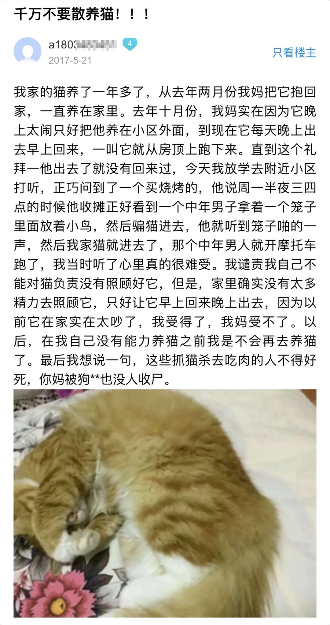 求大家不要散養貓好嗎！流浪貓鮑勃就是因為散養被車撞死的！ 寵物 第11張