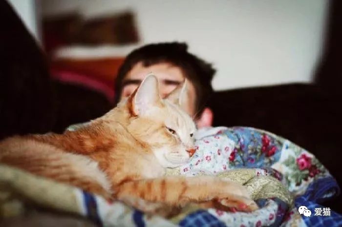 貓為什麼喜歡和你睡覺？真相是... 未分類 第4張