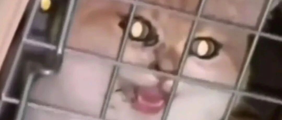 国际流浪猫动物日，台湾当局却杀死了154只品种猫！